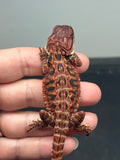 RM915, male, possible het hypo, leatherback, 50% Red Monster bearded dragon for sale