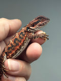 RM915, male, possible het hypo, leatherback, 50% Red Monster bearded dragon for sale