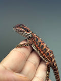 RM915, male, possible het hypo, leatherback, 50% Red Monster bearded dragon for sale