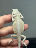 #1542, female, hypo, leatherback, possible het trans, possible het zero, Witblits Bearded dragon for sale