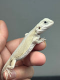 #1542, female, hypo, leatherback, possible het trans, possible het zero, Witblits Bearded dragon for sale