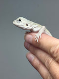 #1542, female, hypo, leatherback, possible het trans, possible het zero, Witblits Bearded dragon for sale