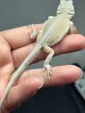 #1542, female, hypo, leatherback, possible het trans, possible het zero, Witblits Bearded dragon for sale