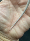 #1542, female, hypo, leatherback, possible het trans, possible het zero, Witblits Bearded dragon for sale