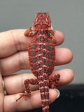 RM916, female, possible het hypo, 50% Red Monster bearded dragon for sale