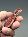RM916, female, possible het hypo, 50% Red Monster bearded dragon for sale