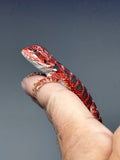 RM916, female, possible het hypo, 50% Red Monster bearded dragon for sale