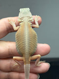 #1543, male, hypo, trans, leatherback, possible het zero, Witblits Bearded dragon for sale