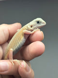 #1543, male, hypo, trans, leatherback, possible het zero, Witblits Bearded dragon for sale
