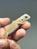 #1543, male, hypo, trans, leatherback, possible het zero, Witblits Bearded dragon for sale