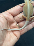 #1543, male, hypo, trans, leatherback, possible het zero, Witblits Bearded dragon for sale