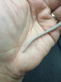 #1543, male, hypo, trans, leatherback, possible het zero, Witblits Bearded dragon for sale
