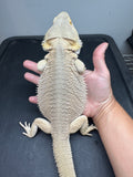 #1545, male, hypo, possible het zero/trans, Witblits Bearded dragon for sale