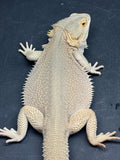 #1545, male, hypo, possible het zero/trans, Witblits Bearded dragon for sale