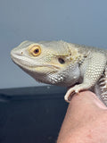 #1545, male, hypo, possible het zero/trans, Witblits Bearded dragon for sale