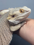 #1545, male, hypo, possible het zero/trans, Witblits Bearded dragon for sale
