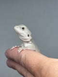 #1546, male, hypo, leatherback, possible het trans, possible het zero, Witblits Bearded dragon for sale