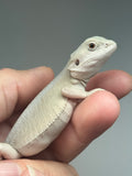 #1546, male, hypo, leatherback, possible het trans, possible het zero, Witblits Bearded dragon for sale