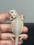 #1546, male, hypo, leatherback, possible het trans, possible het zero, Witblits Bearded dragon for sale