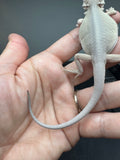#1546, male, hypo, leatherback, possible het trans, possible het zero, Witblits Bearded dragon for sale