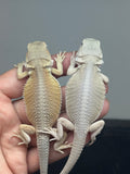 G178, 5 Witblits Bearded Dragon wholesale group for sale