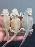 G178, 5 Witblits Bearded Dragon wholesale group for sale