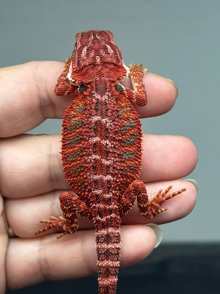 male, possible het hypo, 50% Red Monster bearded dragon for sale