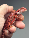RM920, male, possible het hypo, 50% Red Monster bearded dragon for sale