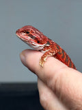 RM920, male, possible het hypo, 50% Red Monster bearded dragon for sale