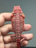 RM921, hypo, blue bar, 50% Red Monster bearded dragon for sale