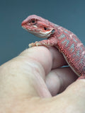 RM921, hypo, blue bar, 50% Red Monster bearded dragon for sale