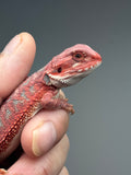 RM921, hypo, blue bar, 50% Red Monster bearded dragon for sale