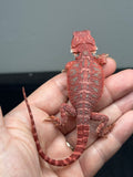 RM921, hypo, blue bar, 50% Red Monster bearded dragon for sale
