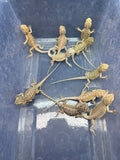 G179, 10 Bearded Dragon wholesale group for sale