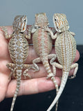 G179, 10 Bearded Dragon wholesale group for sale