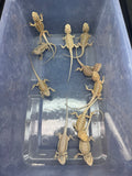 G180, 10 Bearded Dragon wholesale group for sale