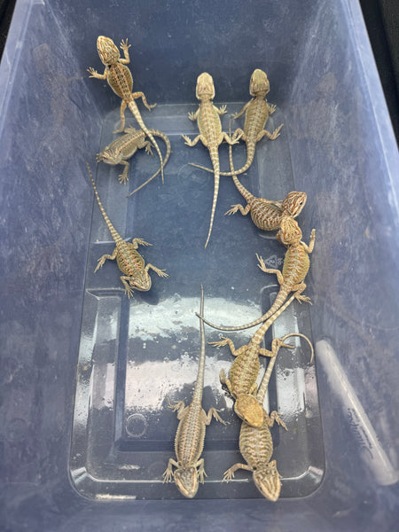 g180-10-bearded-dragon-wholesale-group-for-sale