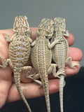 G180, 10 Bearded Dragon wholesale group for sale