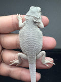 #1548, female, hypo, possible het wits, Zero Bearded Dragon for sale