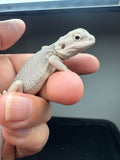 #1548, female, hypo, possible het wits, Zero Bearded Dragon for sale