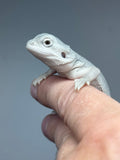 #1548, female, hypo, possible het wits, Zero Bearded Dragon for sale