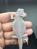 #1549, female, hypo, possible het wits, Zero Bearded Dragon for sale