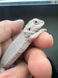 #1549, female, hypo, possible het wits, Zero Bearded Dragon for sale