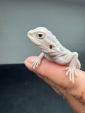 #1549, female, hypo, possible het wits, Zero Bearded Dragon for sale