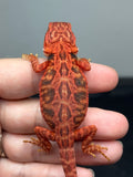 RM922, female, trans, leatherback, possible het hypo, 50% Red Monster bearded dragon for sale