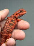 RM922, female, trans, leatherback, possible het hypo, 50% Red Monster bearded dragon for sale