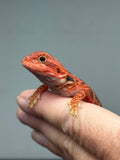 RM922, female, trans, leatherback, possible het hypo, 50% Red Monster bearded dragon for sale