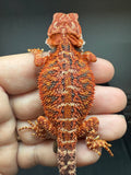 RM923, male, possible het hypo, possible het trans, 50% Red Monster bearded dragon for sale