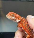 RM923, male, possible het hypo, possible het trans, 50% Red Monster bearded dragon for sale