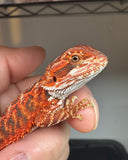 RM923, male, possible het hypo, possible het trans, 50% Red Monster bearded dragon for sale